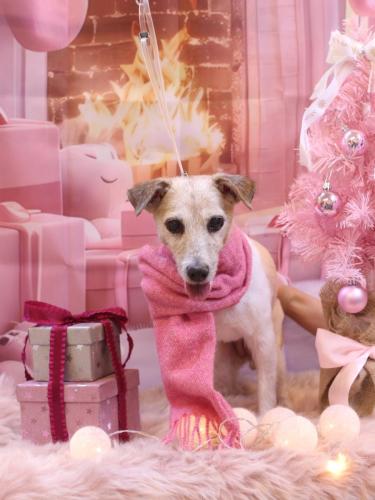 20241224りんちゃん